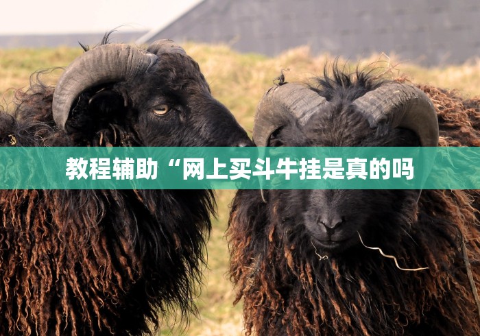 教程辅助“网上买斗牛挂是真的吗