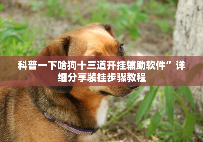 科普一下哈狗十三道开挂辅助软件”详细分享装挂步骤教程