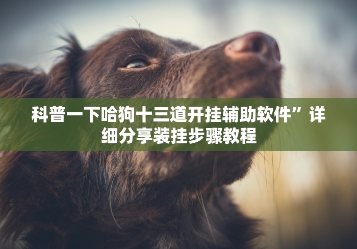 科普一下哈狗十三道开挂辅助软件”详细分享装挂步骤教程