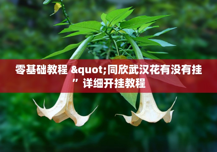 零基础教程 "同欣武汉花有没有挂	”详细开挂教程