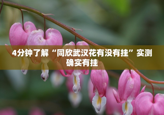 4分钟了解“同欣武汉花有没有挂	”实测确实有挂