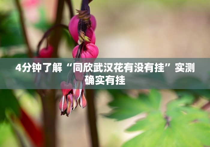 4分钟了解“同欣武汉花有没有挂”实测确实有挂